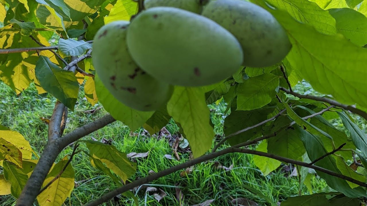 Homemade paw paw butter!