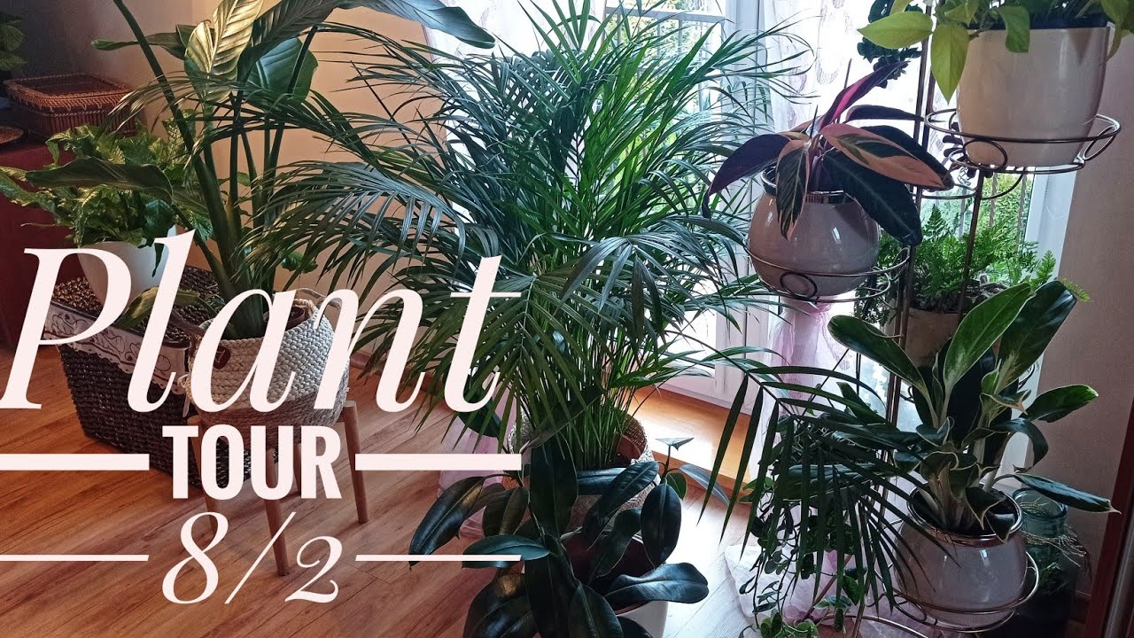 Plant Tour💚 Rośliny w sypialni 🍀