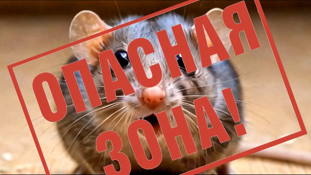20000 Гц звук неслышимый человеком, но опасный для мышей и крыс  | Средство от грызунов |