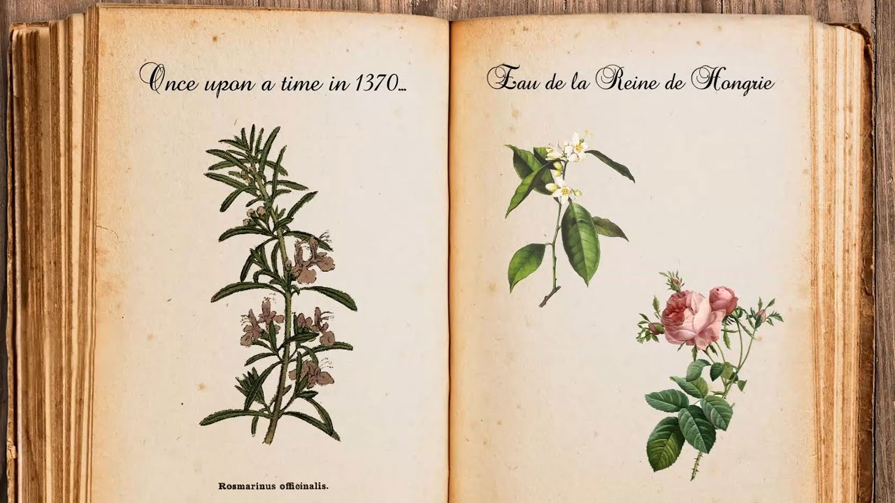 Perfume History: L'Eau de la Reine de Hongrie (Hungary Water)
