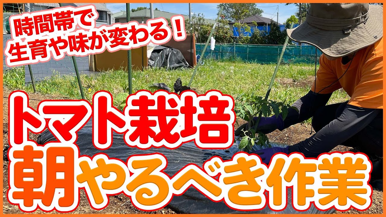 家庭菜園や農園のトマト栽培は時間帯で生育や味が変わる！？植えた後で朝やるべきトマトの育て方を徹底解説！【農園ライフ】