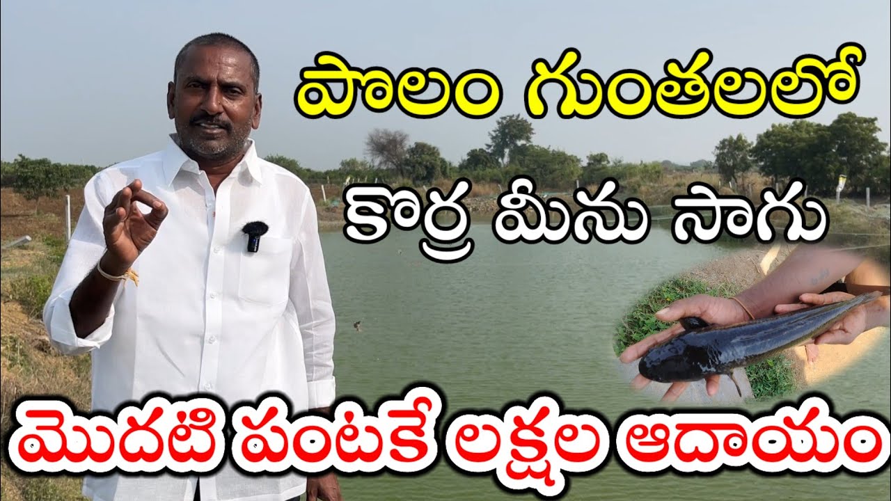 తొలి సారిగా కొర్ర మీను సాగు చేశా | Korameenu Fish Farming | Murrel Fish | కోరమేను సాగు | 97007 14015