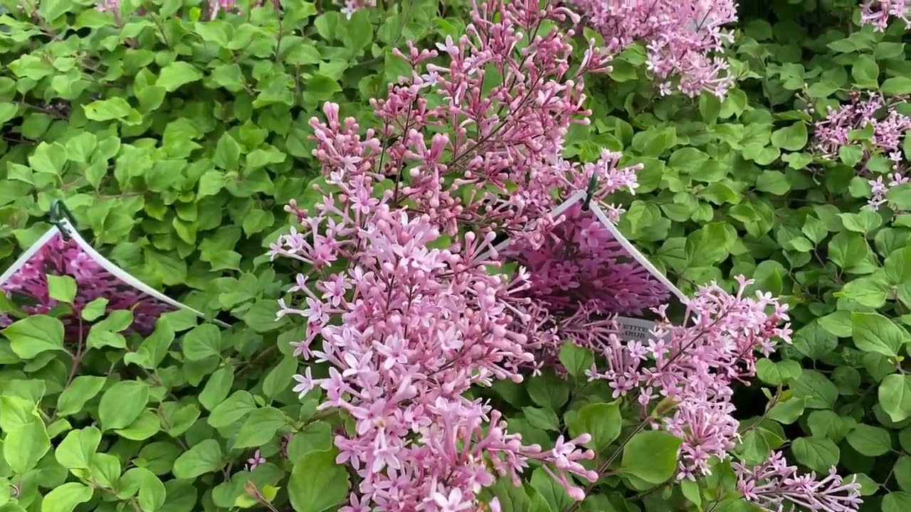 Comparison Between Lilacs