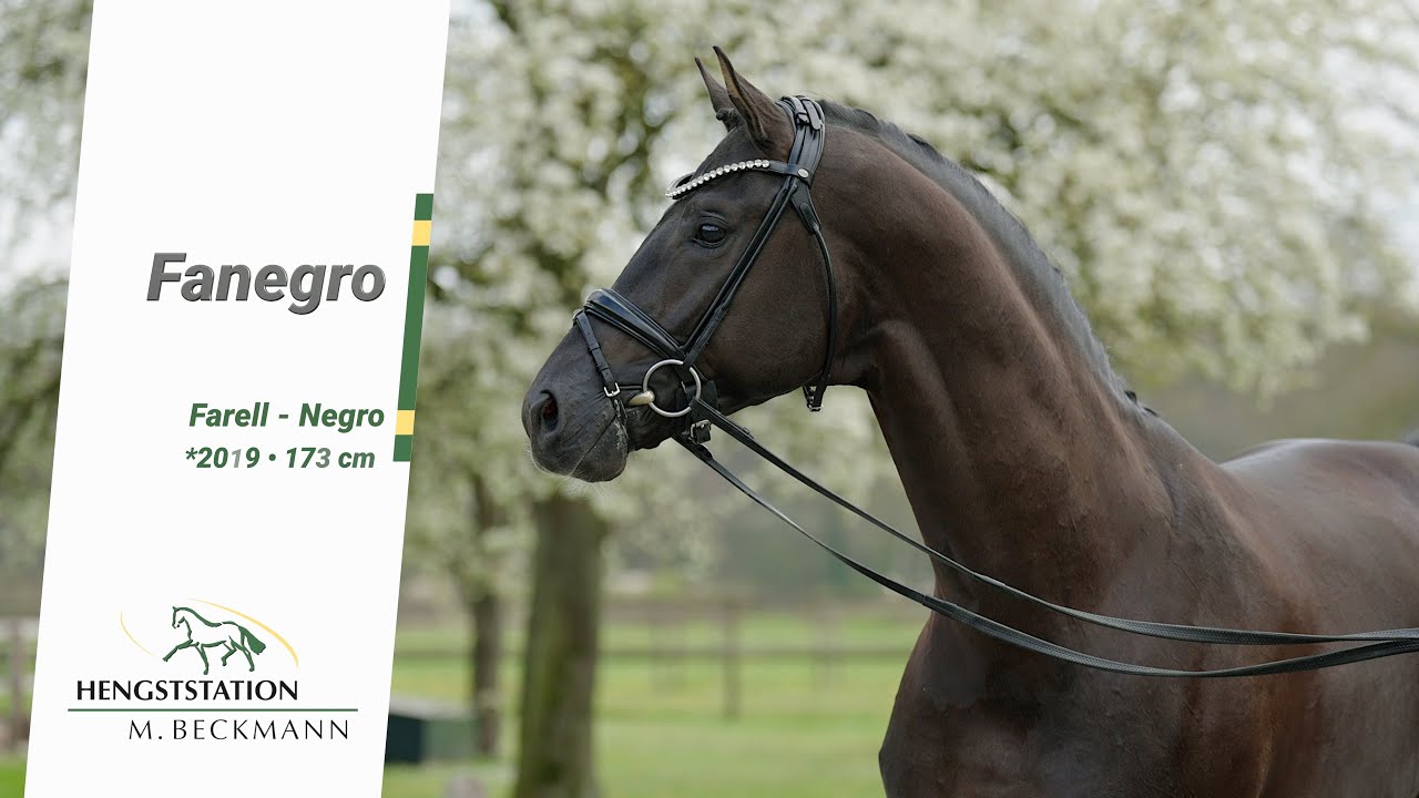 Fanegro
