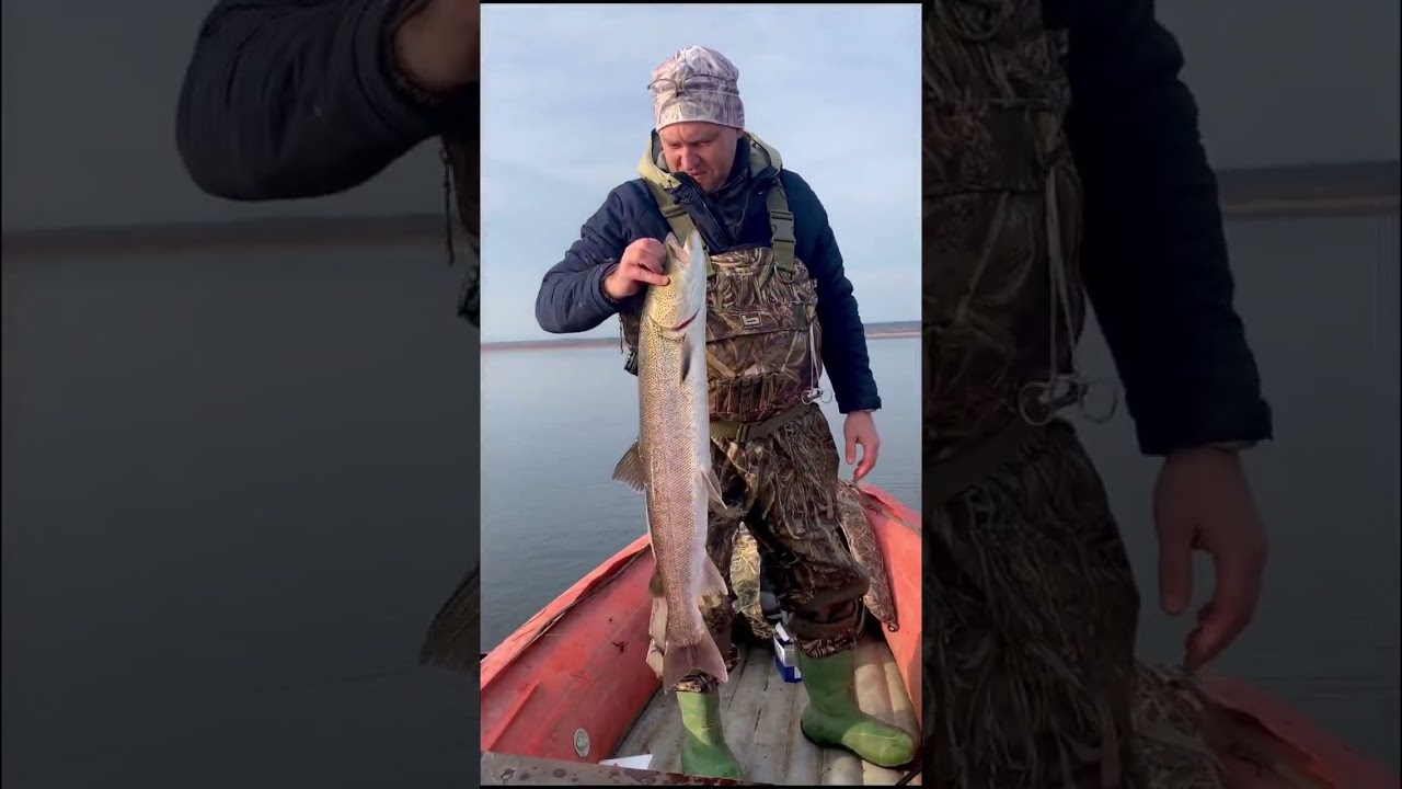 #рабалка #Fishing #Таймень #Сахалин Вишнёвый лосось? 🍒➡️🐟Сахалинский таймень? 🐉🎣