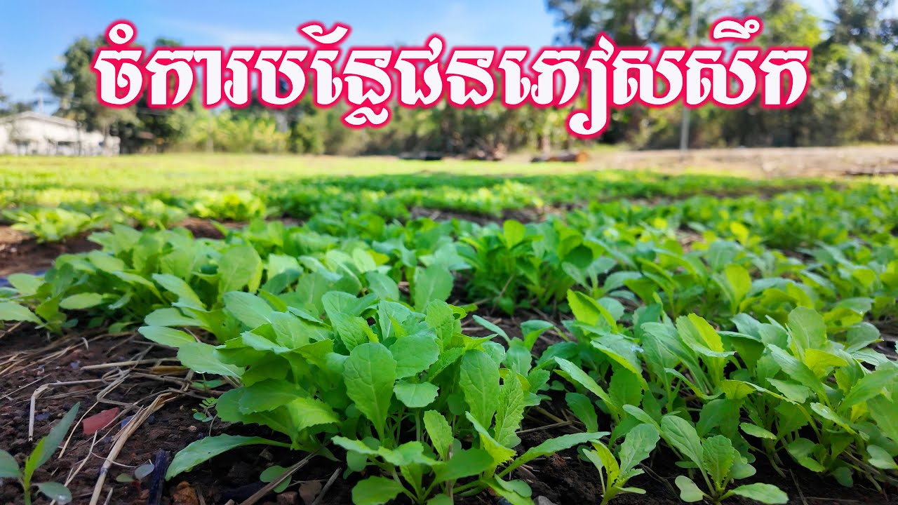 ចំការបន្លែជនភៀសសឹកលូតលាស់ល្អណាស់
