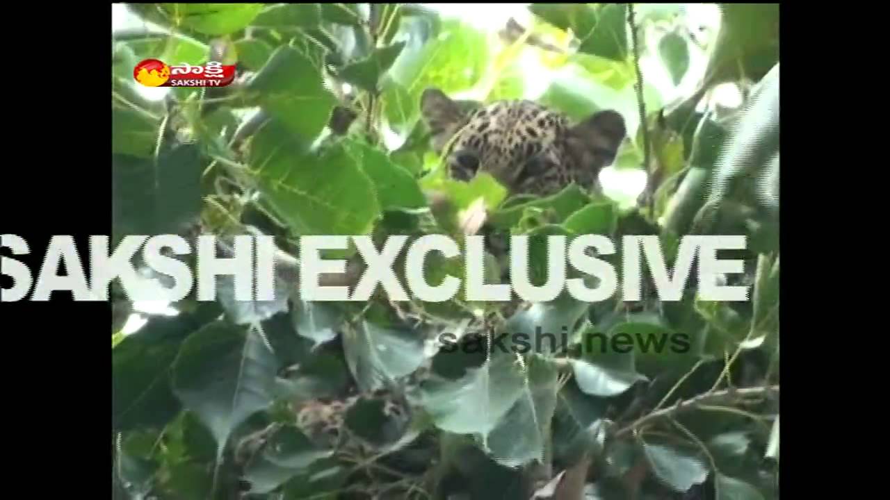Leopard hulchul in YSR Kadapa district