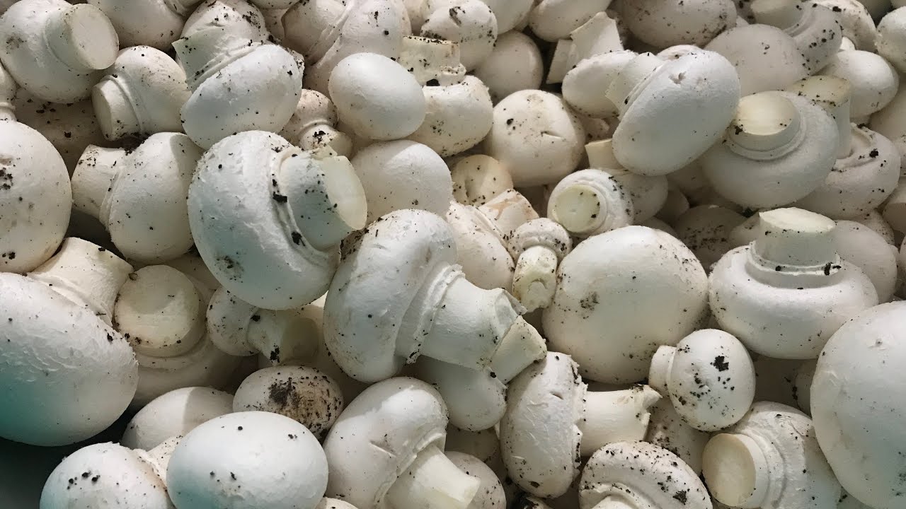 Mashroom🍄 harvesting होना सुरु हो चुका है  #trending #mashroom #farming @KSDKFarming 