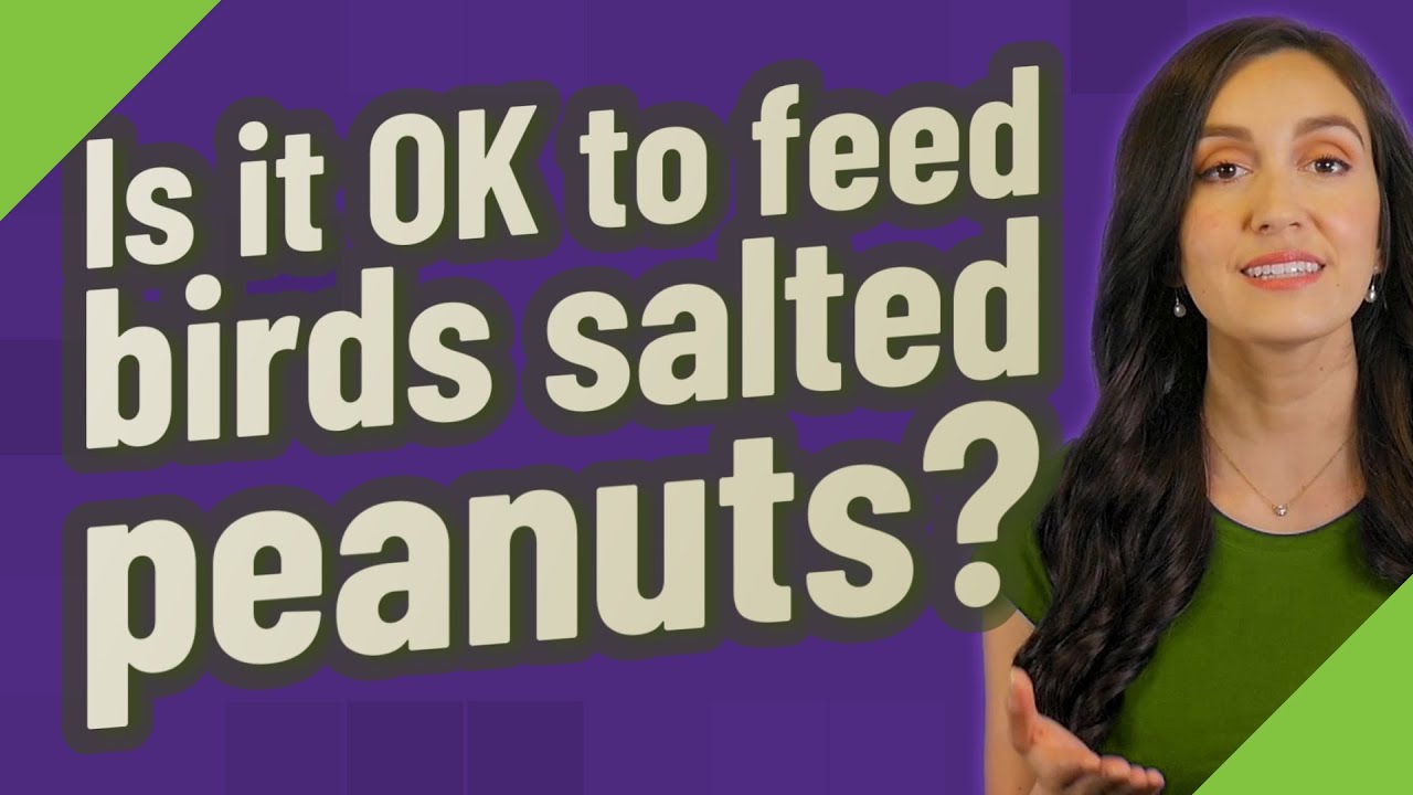 Is it OK to feed birds salted peanuts?
