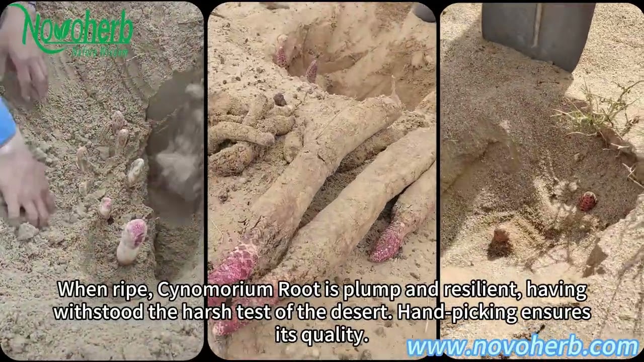 Cynomorium Root Extract Powder