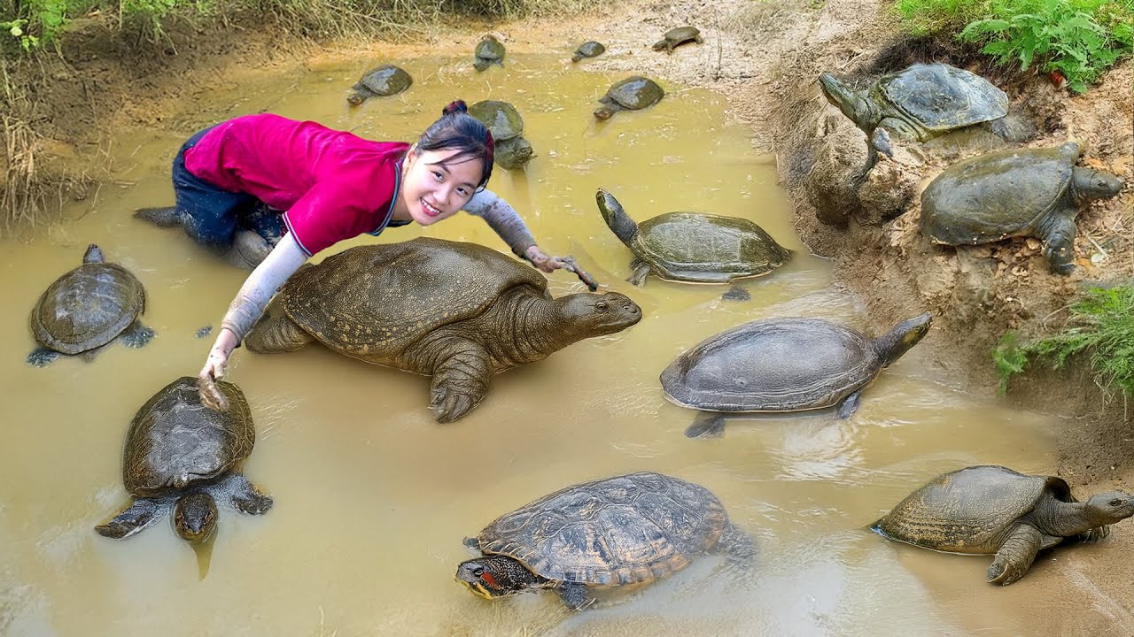 How To Catch Wild Baba Turtle in River to sell - Agriculture Harvesting | Susan Daily Life