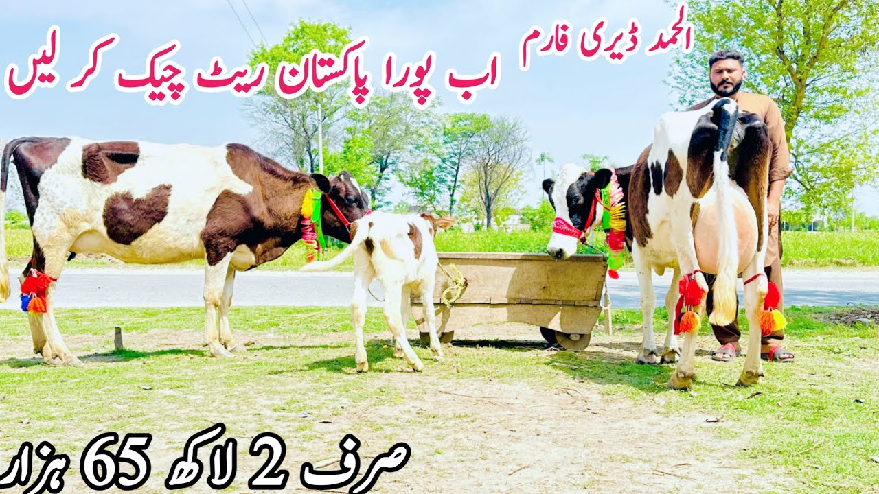 Alhmed Dairy Farm | Jersey Cows | Friesian cows For sale | Khanger cows | Bismillah 2 April2024