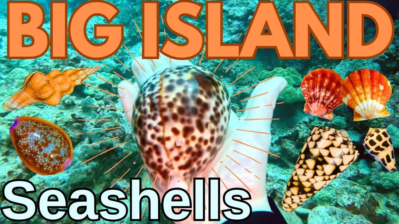 Searching for Seashells on Big Island Hawaii | Rare Cone Shells + Sunrise Shells!