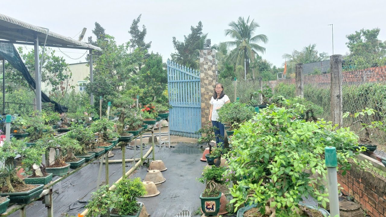 Bonsai giá rẻ LH.ZALO: 0336875979/ 26/02