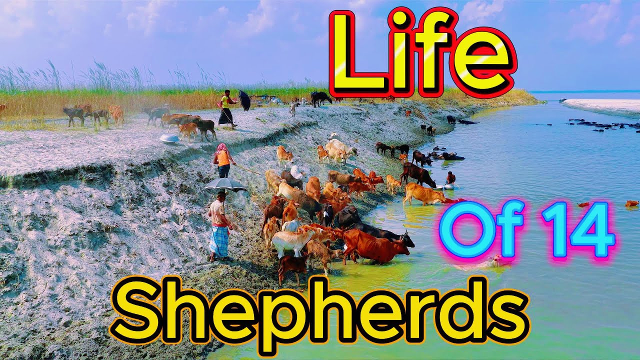 The Real Life of 14 Shepherds | Buffalo Herding Full Story | Village Documentary