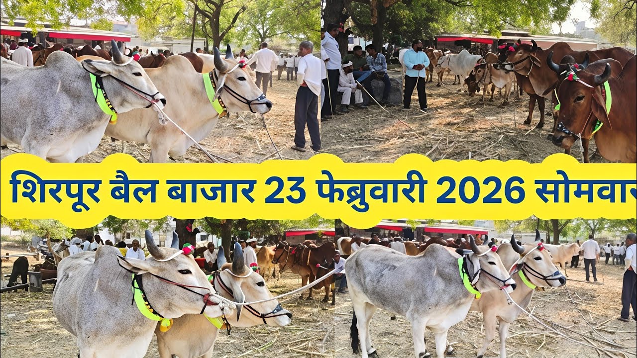  23 फेब्रुवारी 2026 | बैल बाजार शिरपूर सोमवार | एक नंबर बैल जोडी पिंटू दादा |  एक लाख 25 हजार