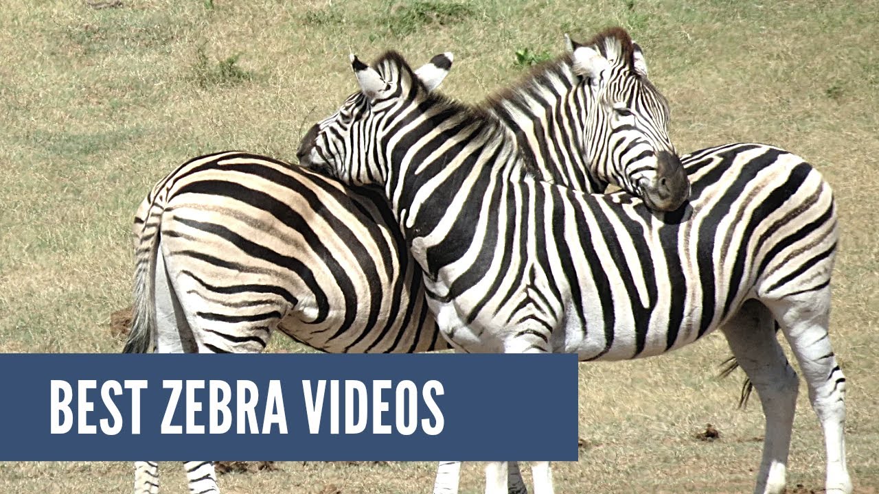 Zebra | The World Best Zebra HD Quality Videos | Animals Planet