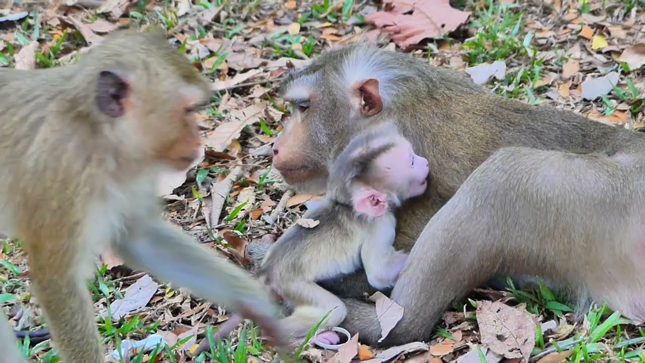Very good sister Rainbow always quickly comfort adorable baby Levy while Liby leave him to walk