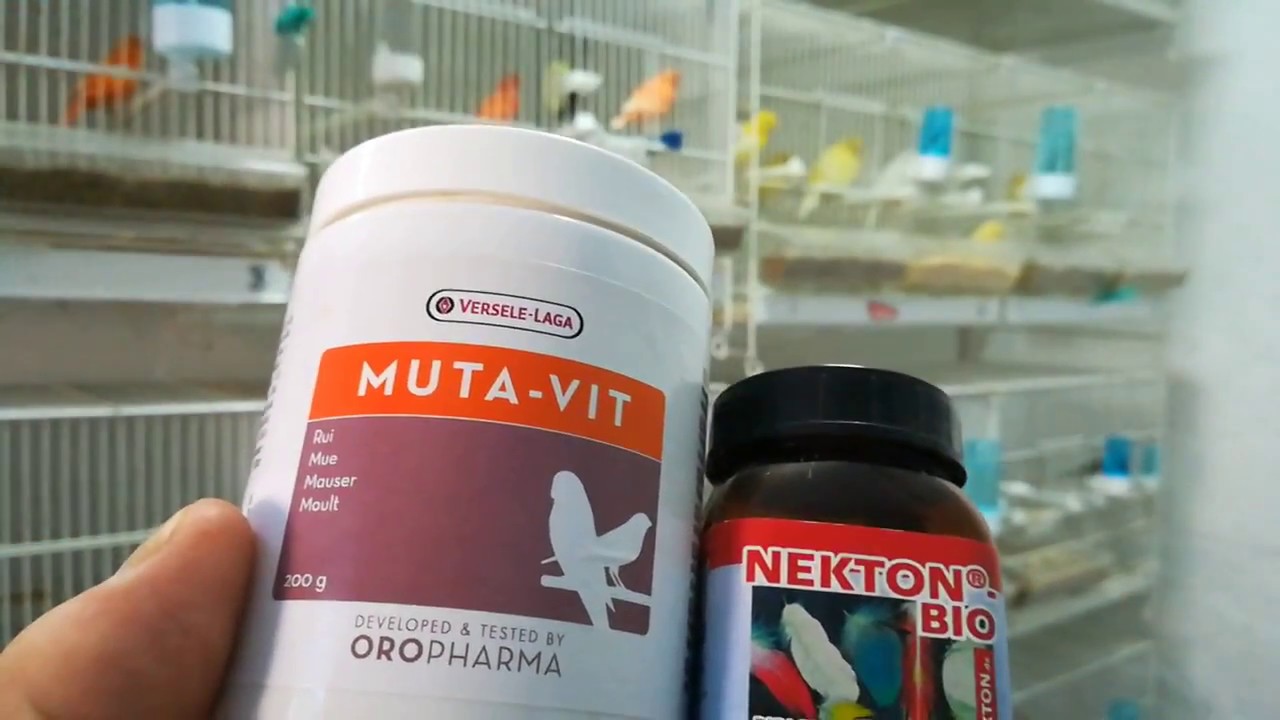 La cría de canarios ( vitaminas en temporada de mudas 2017)
