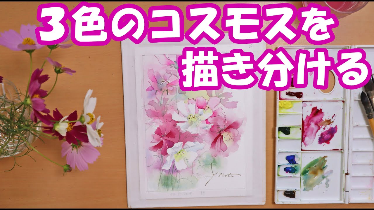 【透明水彩画】3色のコスモスを描き分ける