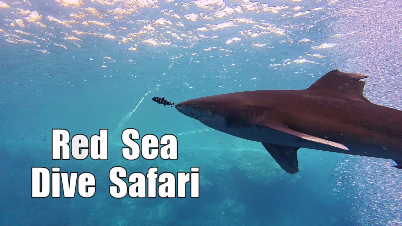 Red Sea dive safari MY Ocean Lovers December 2024 (4k)