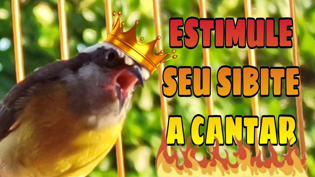 sibite 🔥 POPEYE com Canto Agressivo para Esquenta seu Sibite