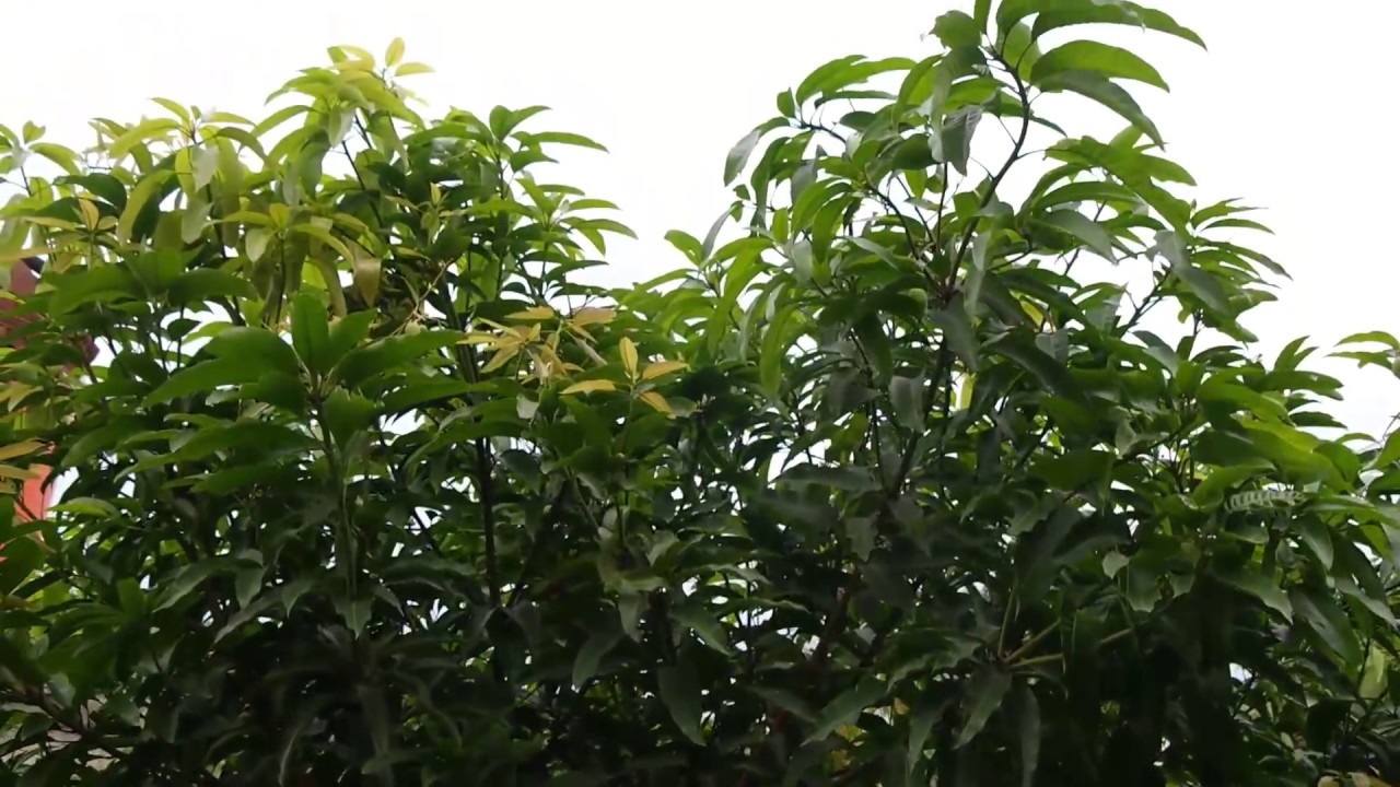 Hasil perawatan pohon mangga dan pemangkasan pohon mangga
