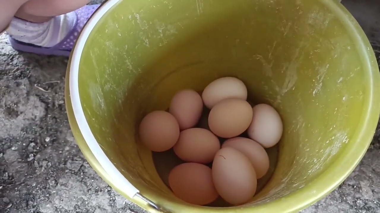 🛑 Éstos HUEVOS RECOGIMOS hoy, perdí otra gallina 😭 porque no he subido videos 
