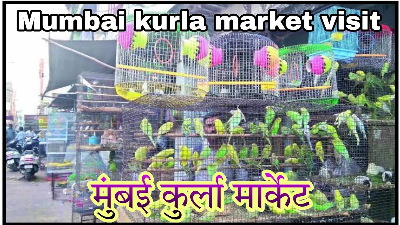Love birds market | kurla market visit | Mumbai birds market 😍🐦