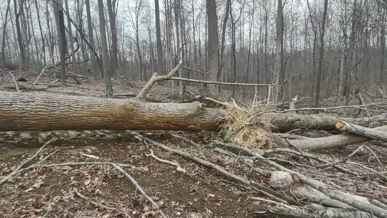Выкорчевывать деревья, вытаскивать деревья из заболоченной лощины.