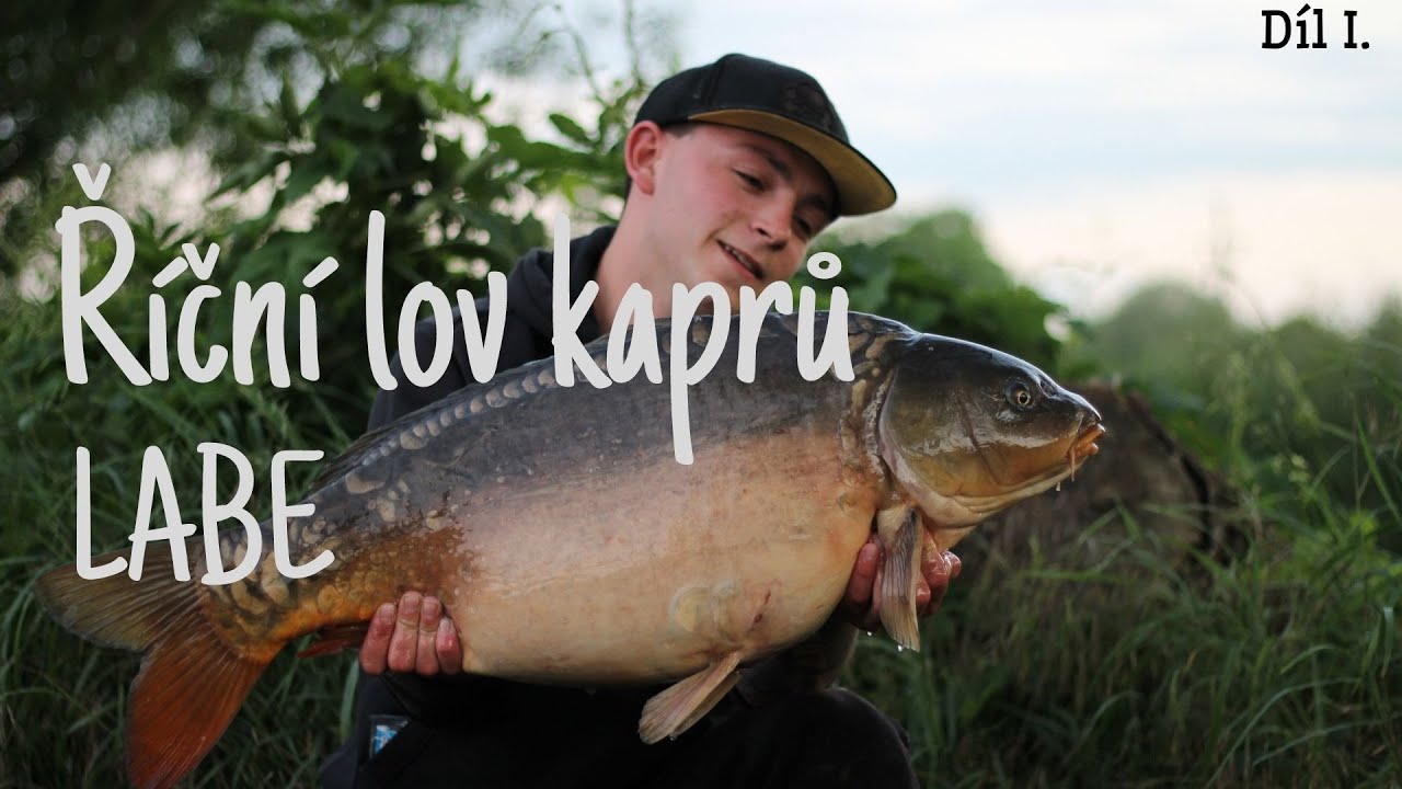 Říční lov kaprů LABE (River carp fishing ELBE)