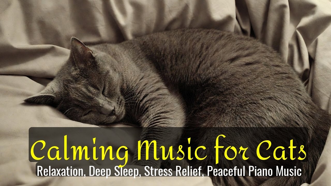 LIVE Cute Sleeping Kitten That Feels So Peaceful 🌙 | Season 54