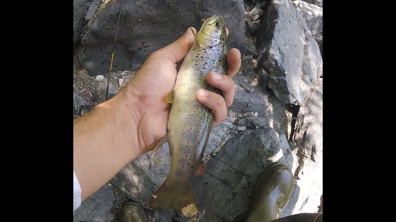 Рыбалка на Горную Форель в Армении. Июнь 2020 /// Wild Trout Fishing in Armenia. June 2020