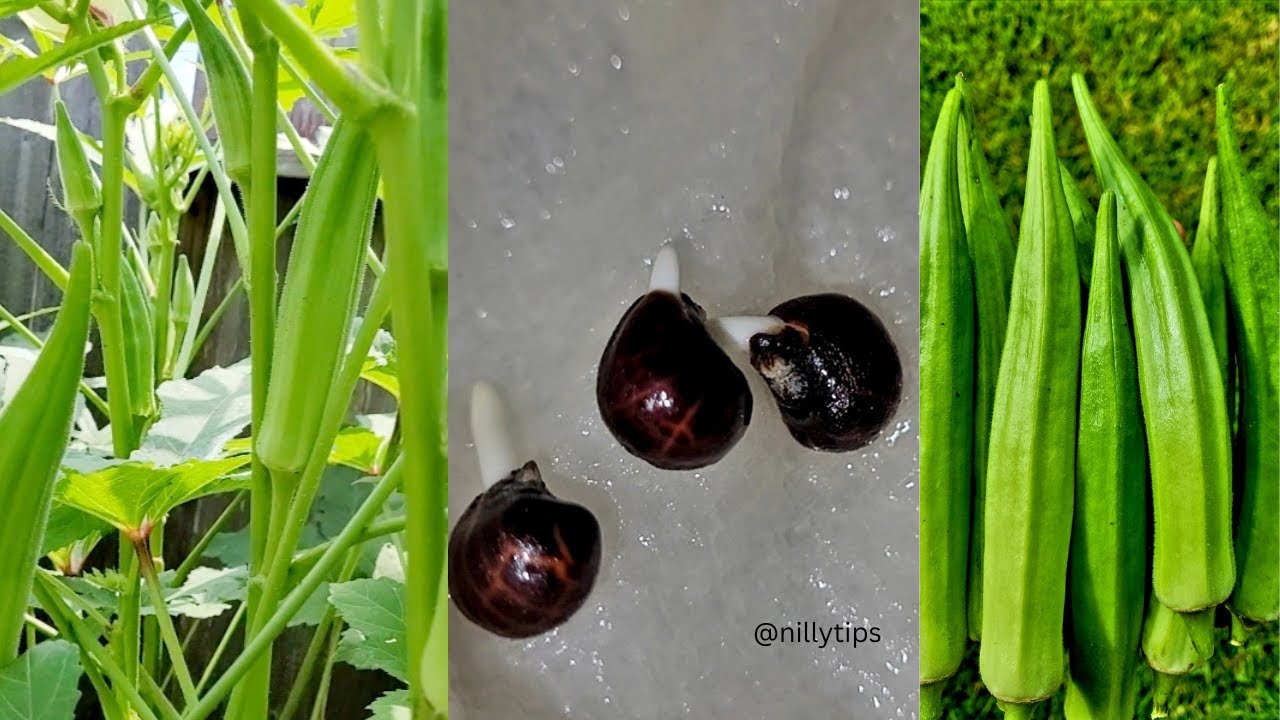 EASIEST way to Grow PLENTY OKRO in 6 DAYS || FULL LIFE  CYCLE VID
