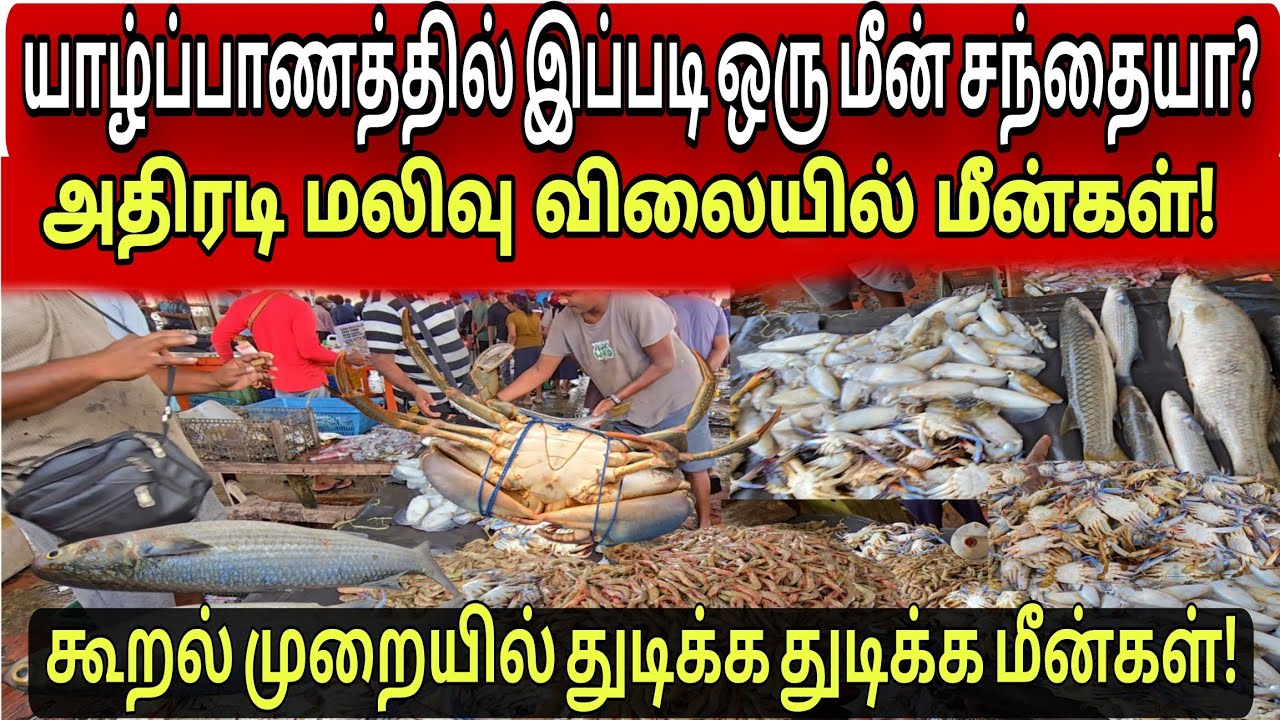 🔴யாழ்ப்பாணத்தில் இப்படி ஒரு மீன் சந்தையா? மலிவு விலையில் மீன்கள்! துடிக்க துடிக்க கூறல் முறையில்!!