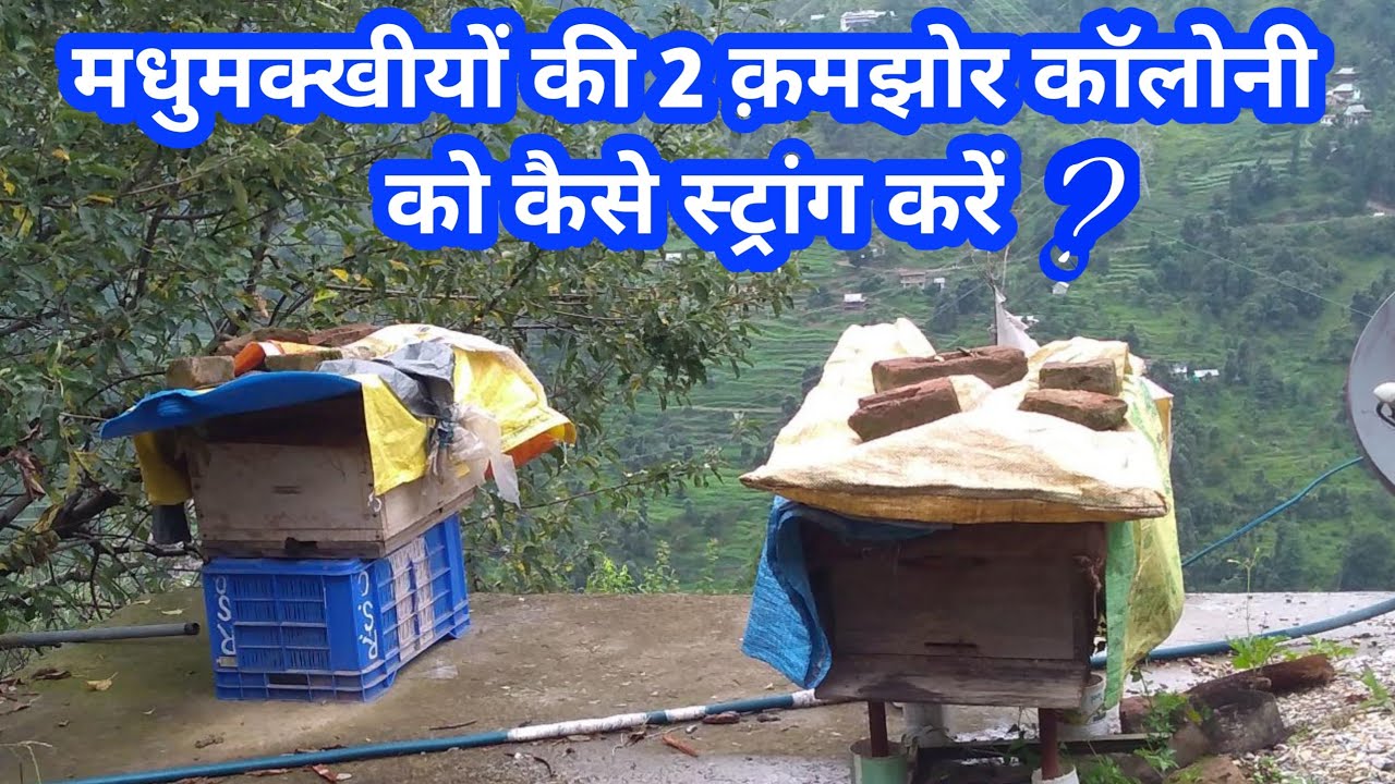 मधुमक्खी की 2 कमजोर कॉलोनी को कैसे 1 स्ट्रांग  कॉलोनी बनाएं | Jai Kisan HP| 2020