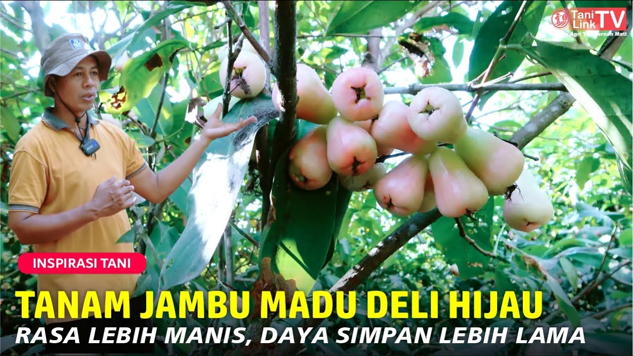Budidaya Jambu Air Madu Deli Hijau di Planter Bag. Cara Perawatan Supaya Buah Besar dan Manis