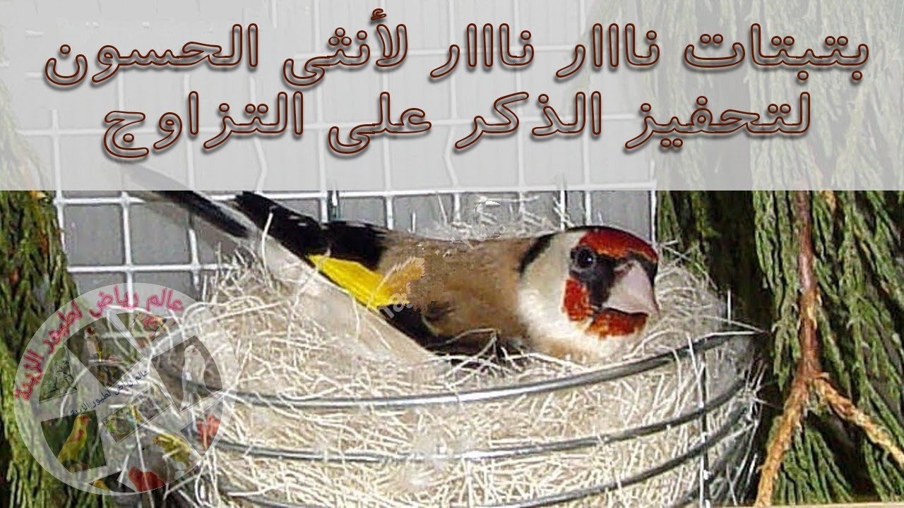 بتبتات نااار نااار لأنثى الحسون لتحفيز الذكر على التزاوج