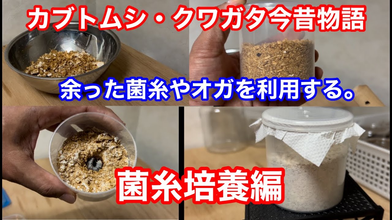 余った菌糸やオガを利用する菌糸培養編