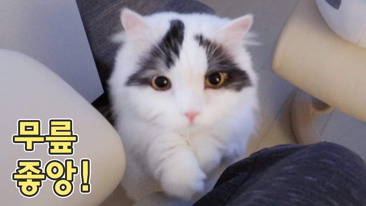 시도때도 없이 집사 무릎에 오는 무릎냥이 쵸비! 고롱고롱