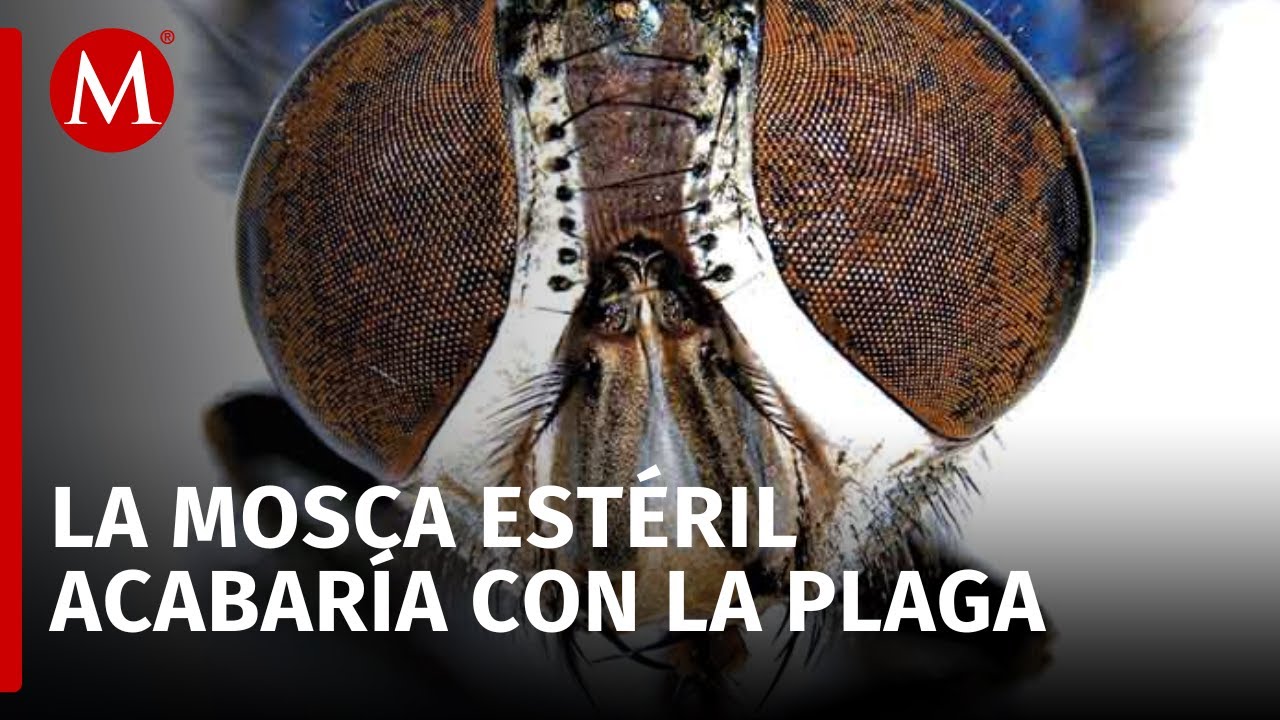 &iquest;Las moscas est&eacute;riles pueden acabar con la plaga del gusano barrenador?