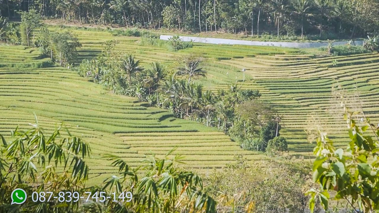 Tanah Pemandangan Sawah Indah Dekat Restoran Viral Yogyakarta