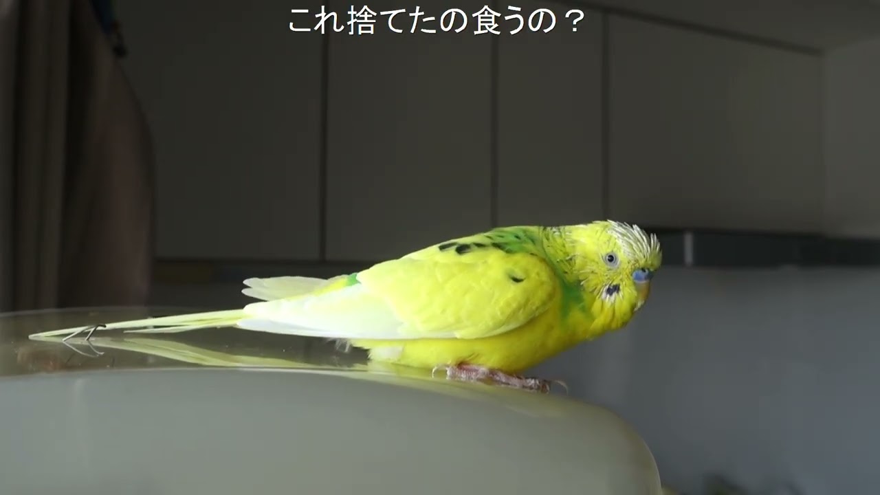 今日も元気に「ヨッコイショ！」とお喋り・セキセイインコ、チャッピー　Chappy the budgie is cheerfully chirping 'Yokkoisho!' again today