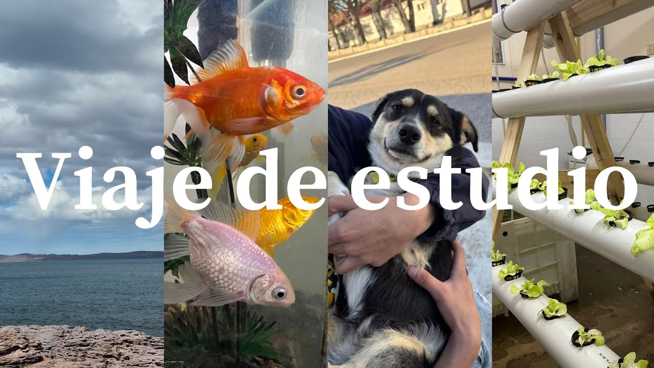 Viaje de estudio: día 3 | Vlog