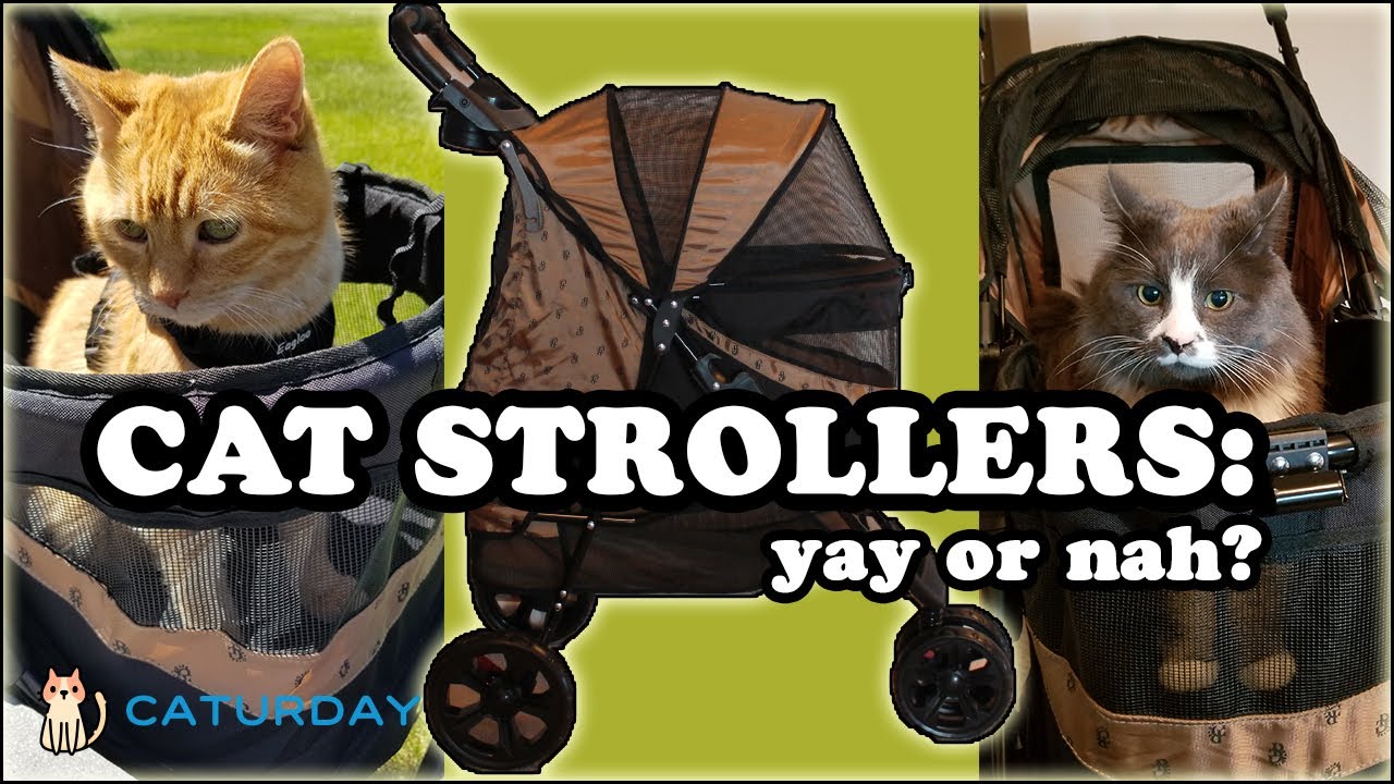 CAT STROLLER REVIEW: unboxing, assembly, + cats riding in the stroller! (Pet Gear No-Zip Stroller)
