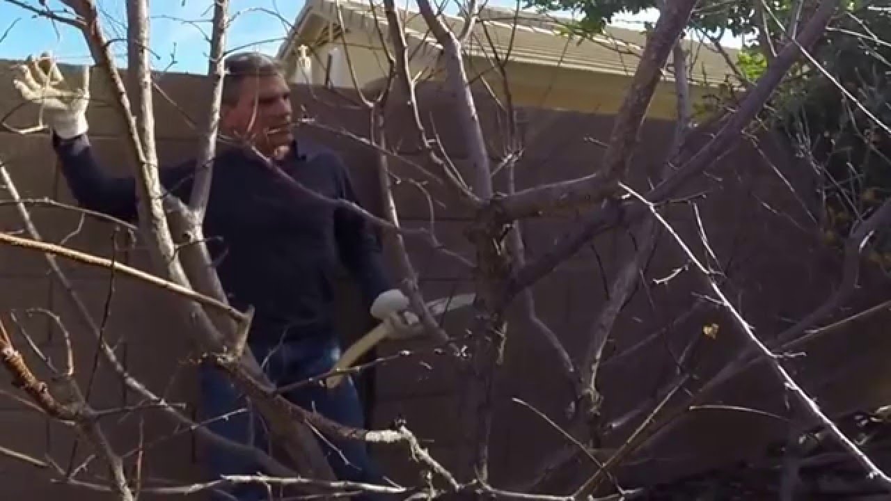 Apricot Tree Pruning with Erik Wilson