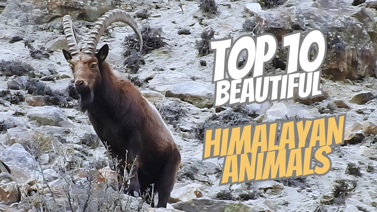 Top 10 Most Beautiful and Unique Himalayan Animals You Won&rsquo;t Believe Actually Exist! 😮😮