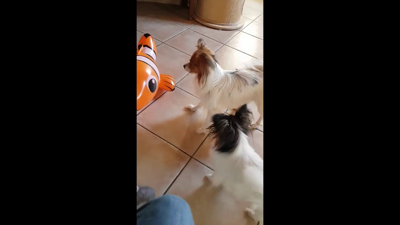Épagneul papillon vs Nemo