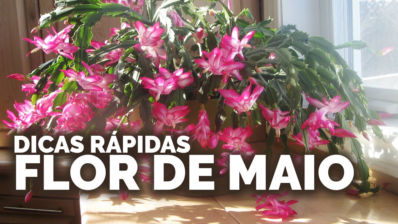 Flor de Maio - Dicas de Cultivo | Nô Figueiredo
