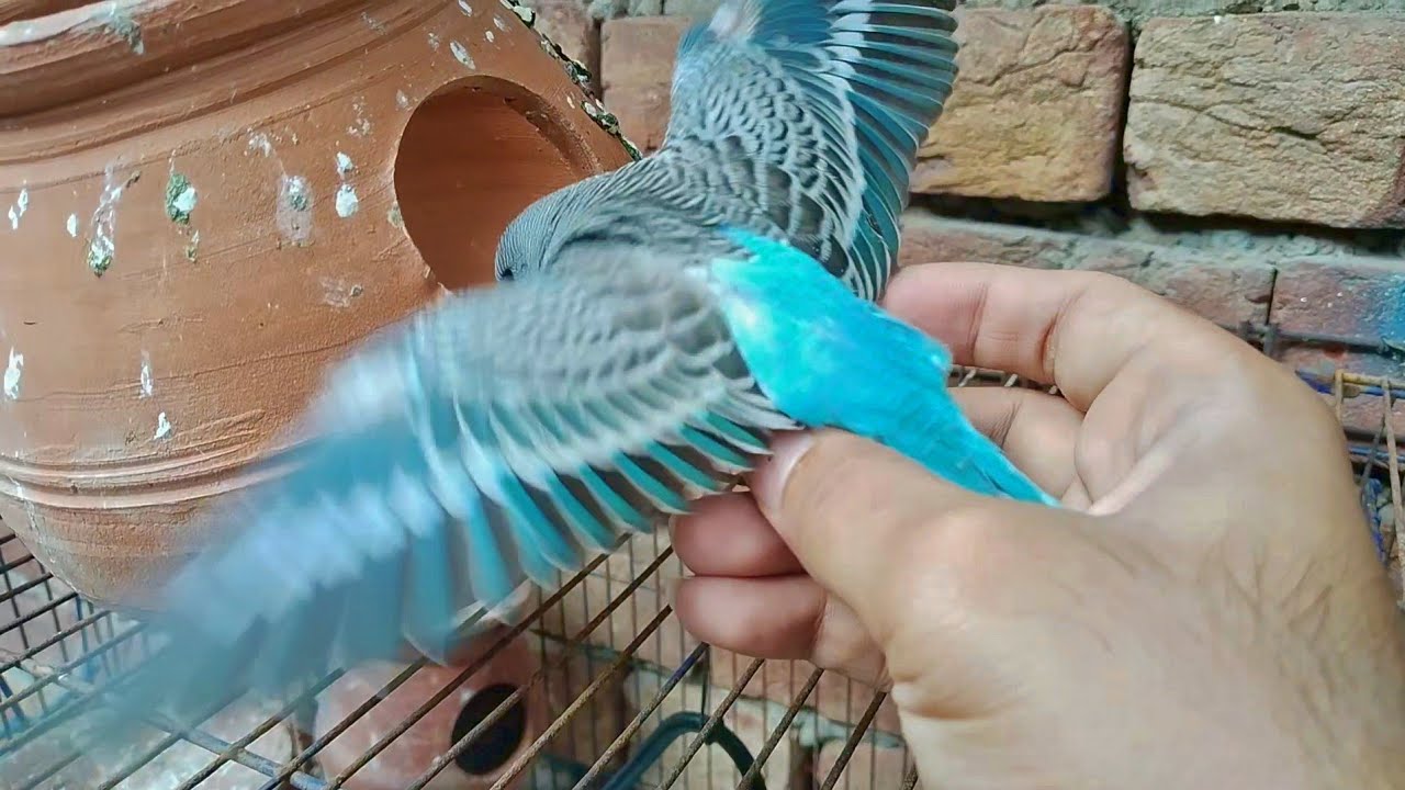 Budgie Chicks Playing Outside the Cage 🐤 | Cute Baby Budgies Outdoor Fun 